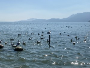 滇池海埂公园看海鸥
