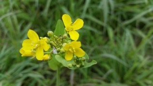 烈士公园东门游！嘻嘻！花儿朵朵！