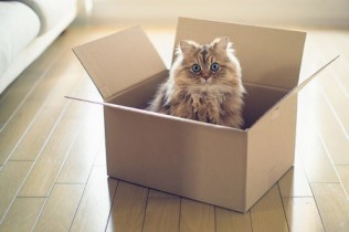 [2015.08.17]关于薛定谔的猫 引人深思的问题