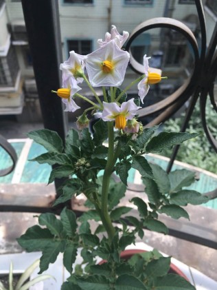 我老妈种的，猜猜是啥！哈哈！