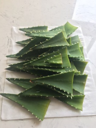 养了三年的芦荟死了，好伤心。