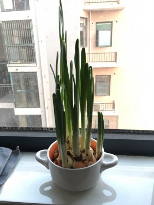 看来这水仙是打算明年再开花了，期待……