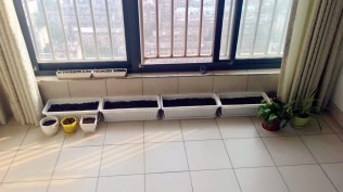 前两天把阳台整理了一下，播种完毕，期待小生命的出现……