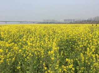 妇女节钓鱼赏花……