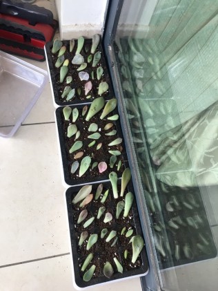 又采购了一批多肉叶插种植！