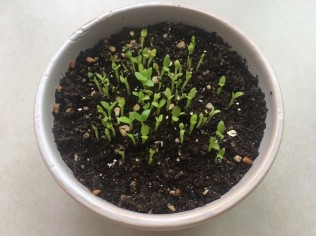 火龙果发芽了！