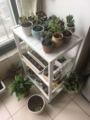 植物真的很神奇，看着顽强生命的历程，也是一种享受。发芽、发根、向阳、增生……