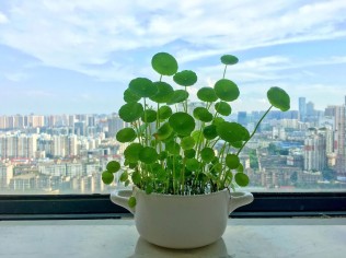 无心水培的铜钱草居然这么茂密了……