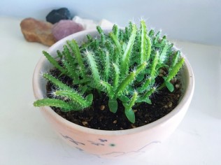 火龙果已经慢慢长大，哈哈，变多肉了……