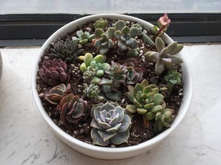 多肉植物越买越多，花了快200块钱了……