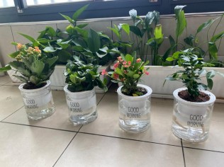 新买的一批植物，看能坚持多久？