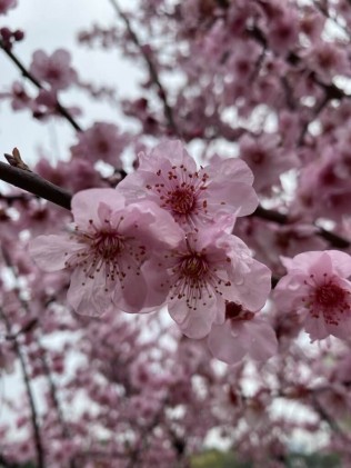 橘子洲赏花