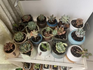 重新种了一批多肉，这次希望多坚持几年……