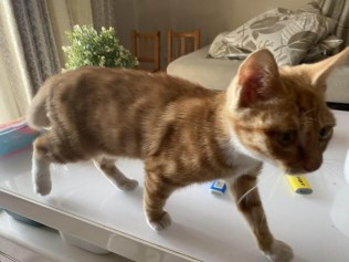 捡了一只在门口叫唤的橘猫，取名希希