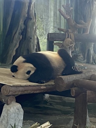 大年初一看熊猫