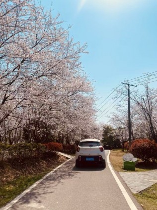玉湖公园看白樱花！