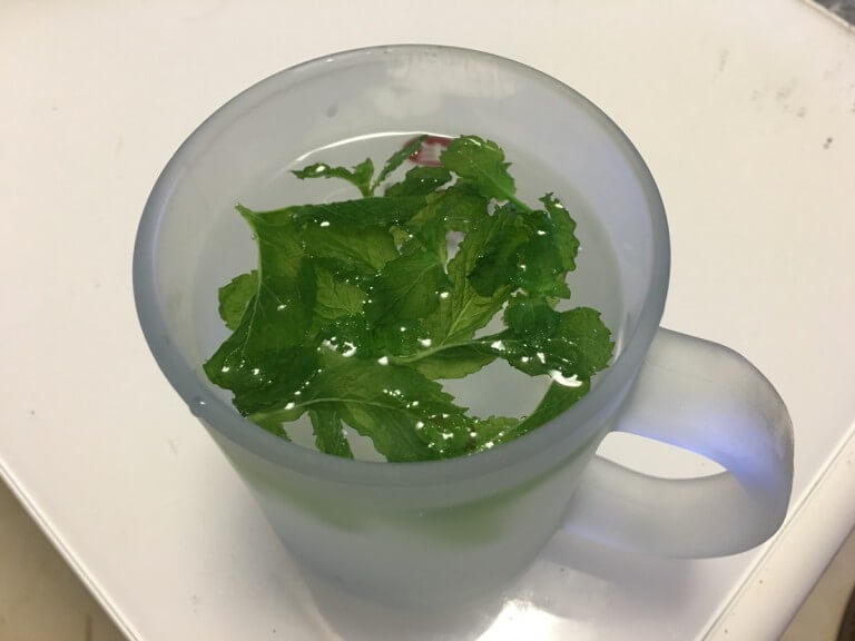 泡一杯自己种的薄荷，嗯！清新！