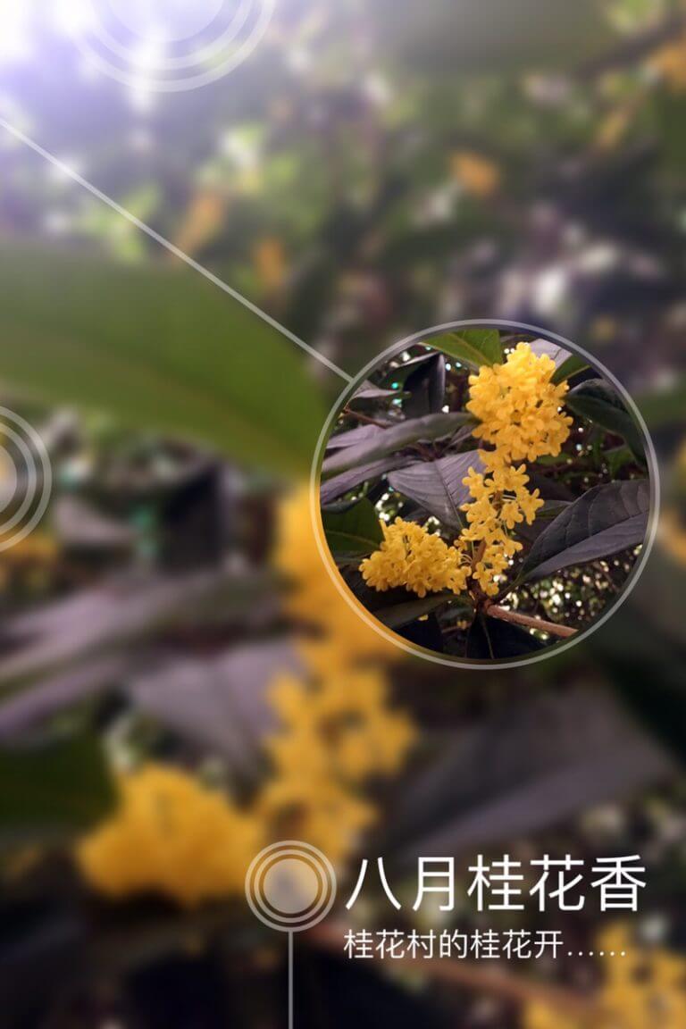 桂花村的桂花是最香的！桂花村也因此得名！