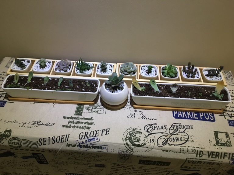 今天下午的成果，希望它们茁壮成长！