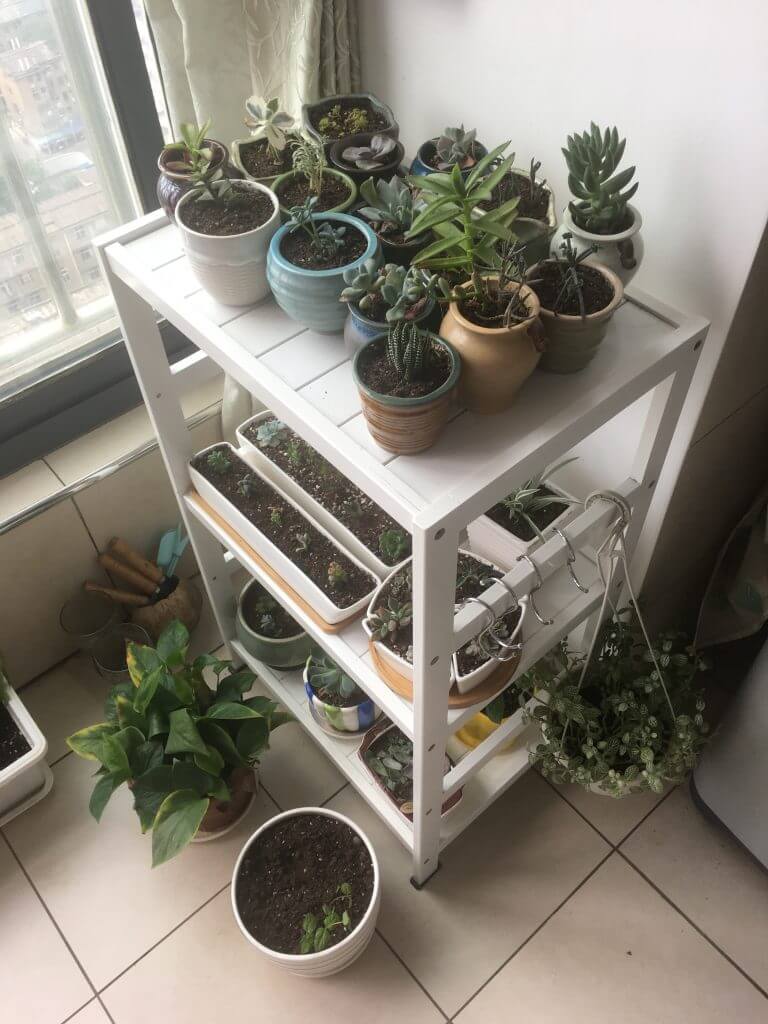 植物真的很神奇，看着顽强生命的历程，也是一种享受。发芽、发根、向阳、增生……