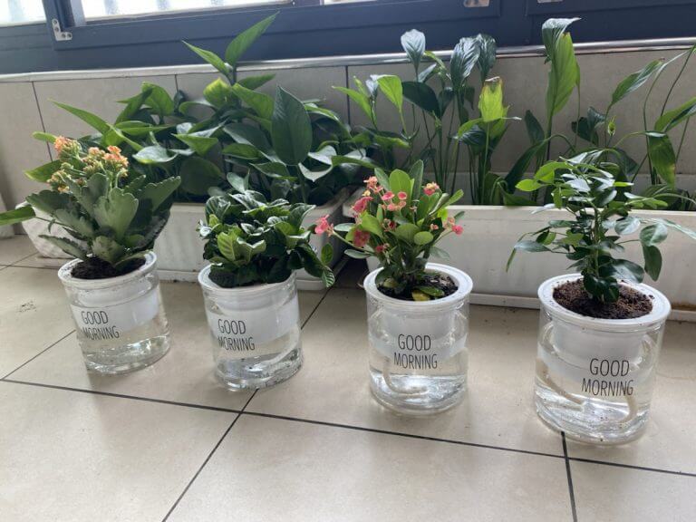 新买的一批植物，看能坚持多久？