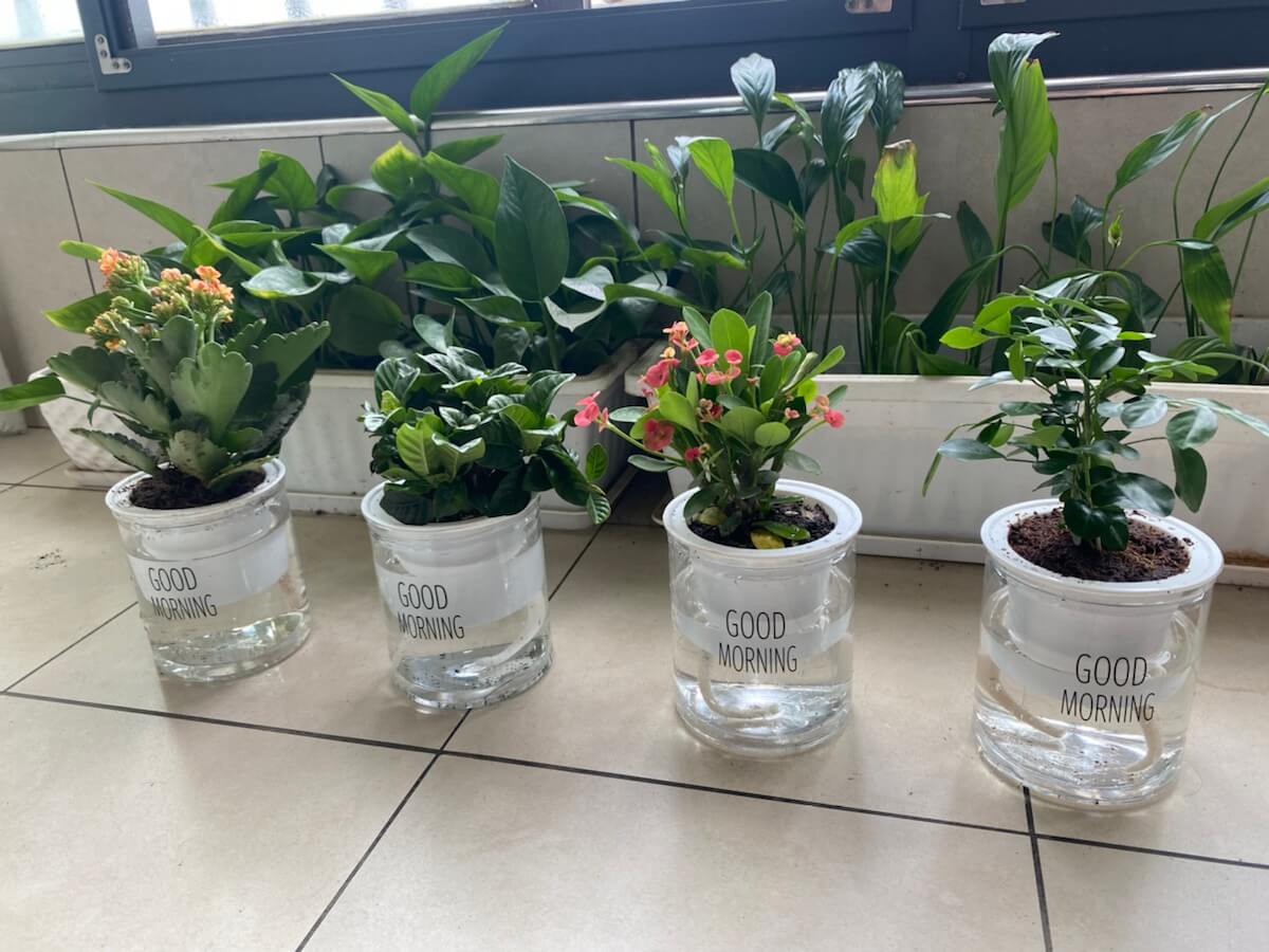 新买的一批植物，看能坚持多久？