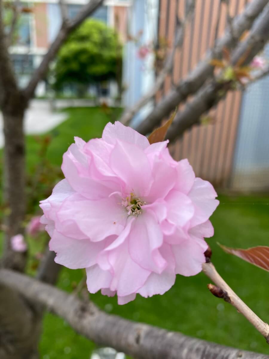 这是什么花🌸